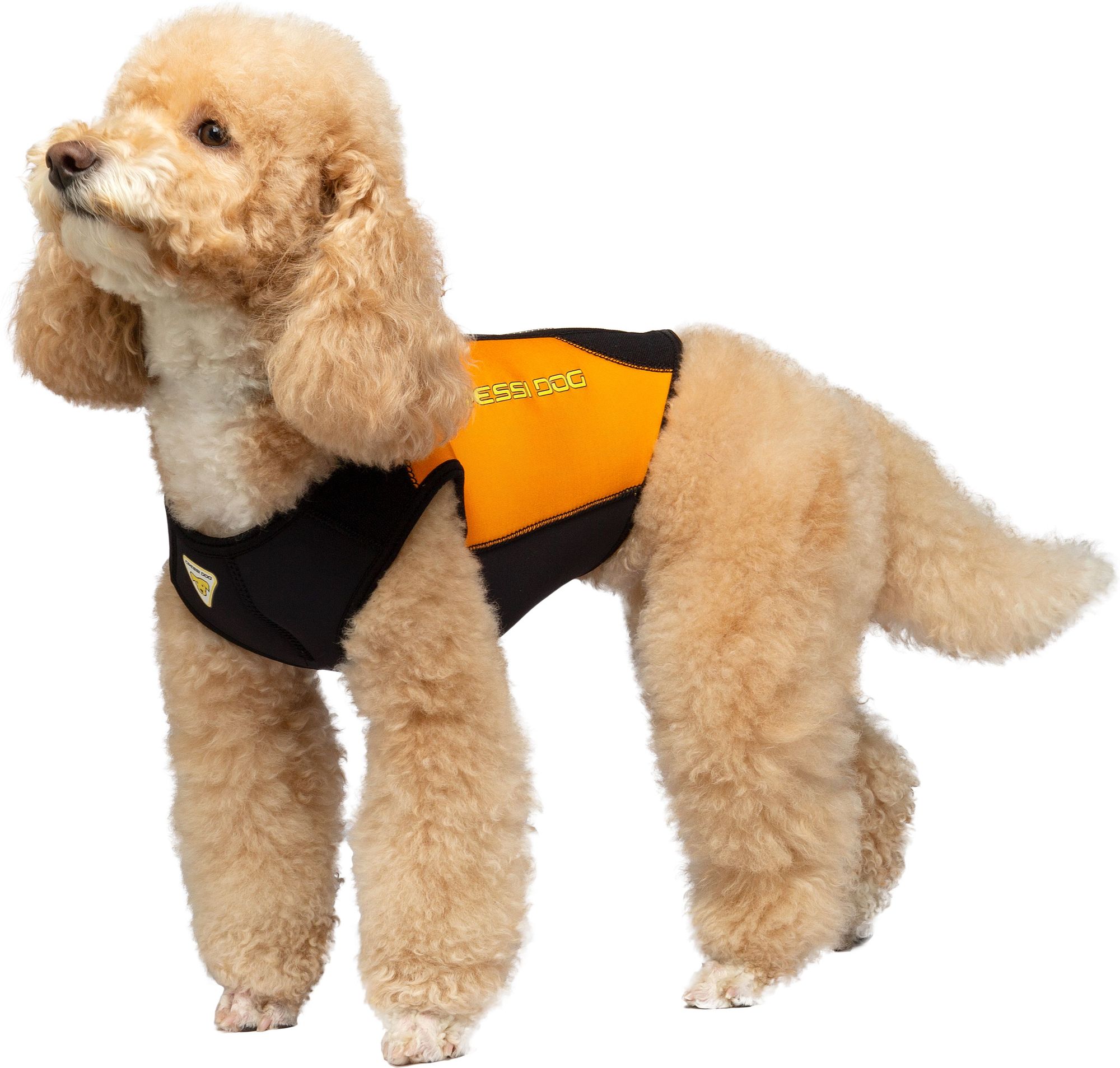 Cressi Dws Dog Wetsuit spiaggia cane snorkeling & beach paddling cressi dog wetsuit